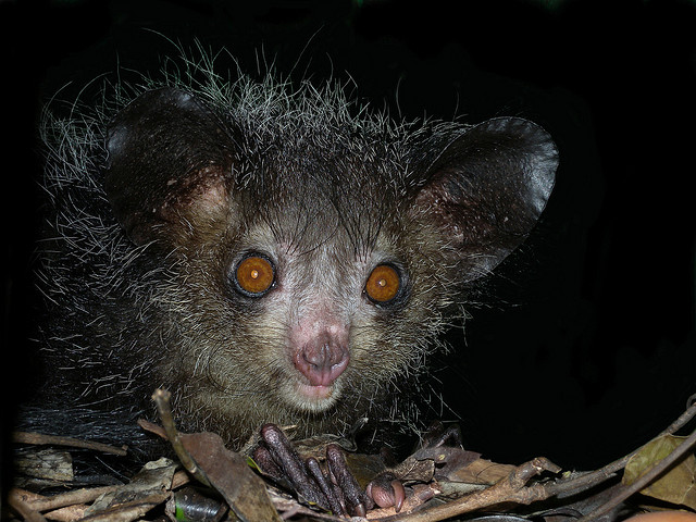 Aye-aye (Daubentonia madagascariensis), Madagascar