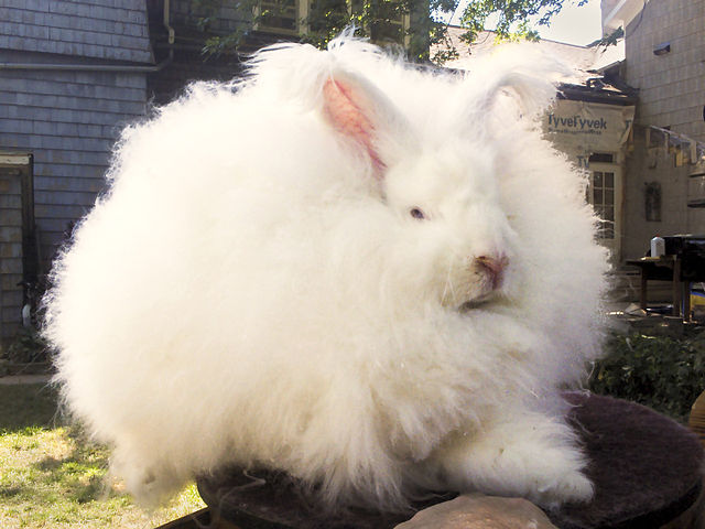 Joey Giant Angora Buck