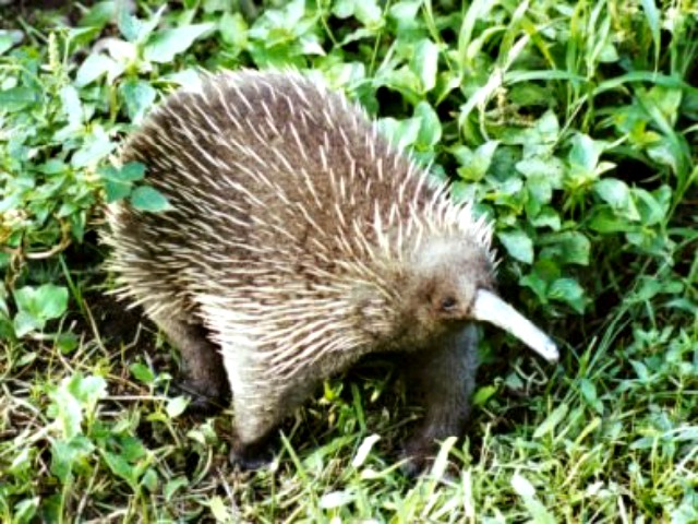 Long_beaked_Echidna