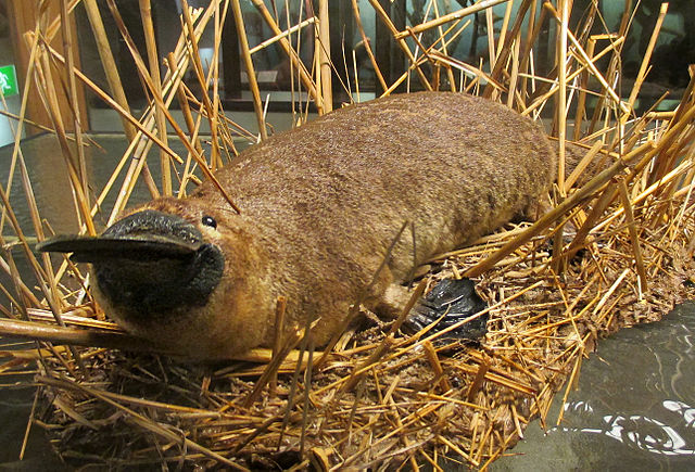 Ornithorhynchus anatinus