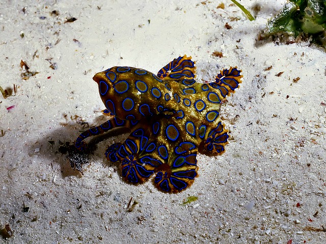 Blue-Ringed Octopus, Mabul Island, Malaysia
