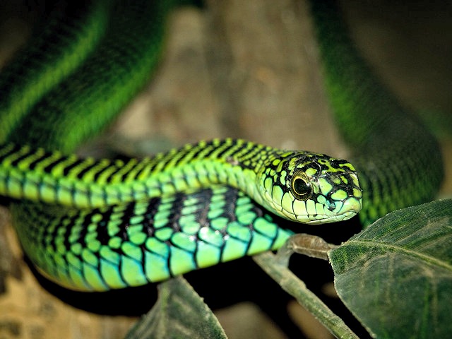 Boomslang Snake