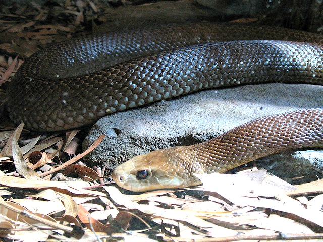 Coastal Taipan