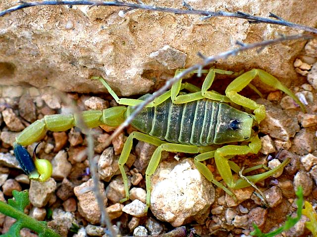 Deathstalker_scorpion