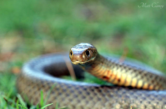 Eastern_Brown_Snake_Pseudonaja_textilis