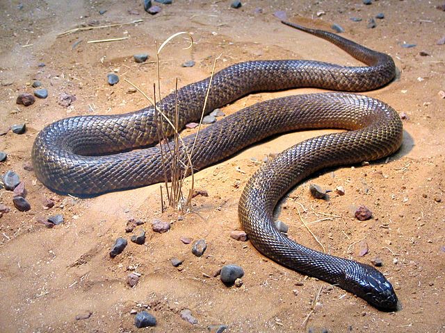 Fierce_Snake-Oxyuranus_microlepidotus