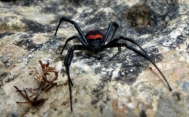Latrodectus_tredecimguttatus_frontal