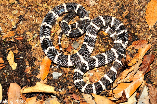 Many_Banded_Krait