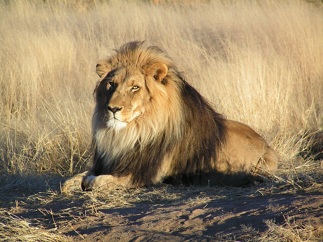 Male African Lion