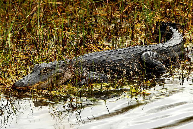 American Alligator