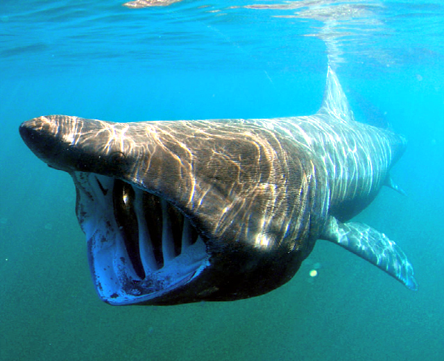 Basking shark (Cetorhinus maximus)