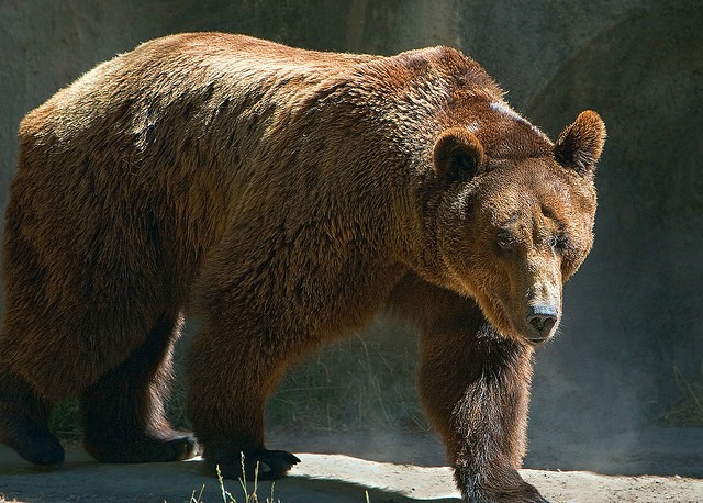 Brown Bear at the Buenos Aires Zoo