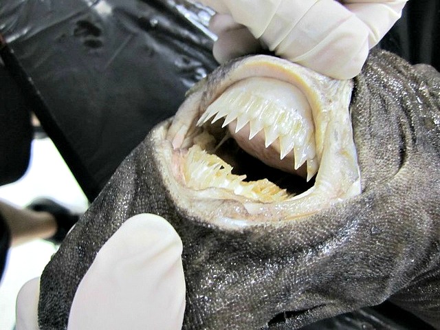 Cookie Cutter Shark teeth