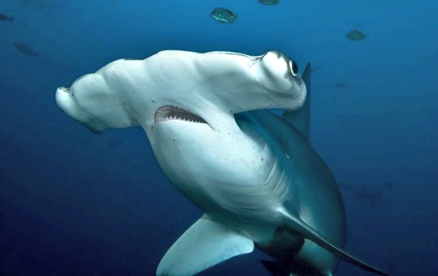 Hammerhead_Shark