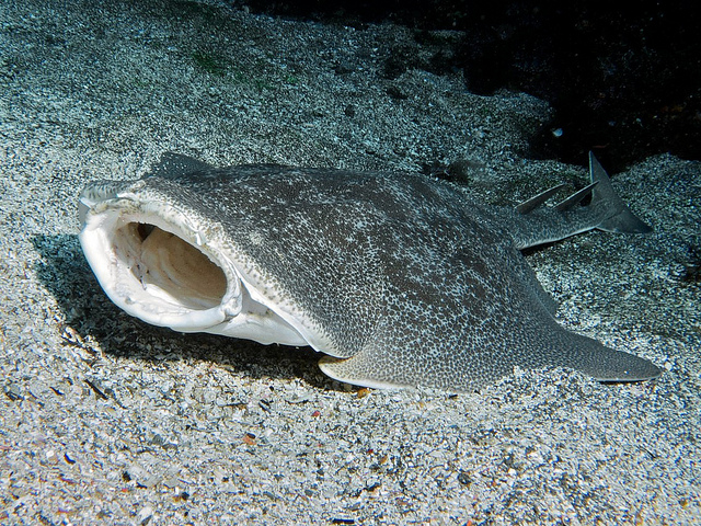 Japanese angel shark