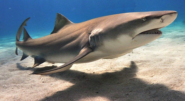 Lemon_shark