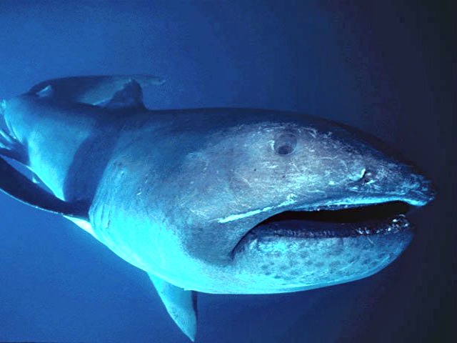 Megamouth_shark