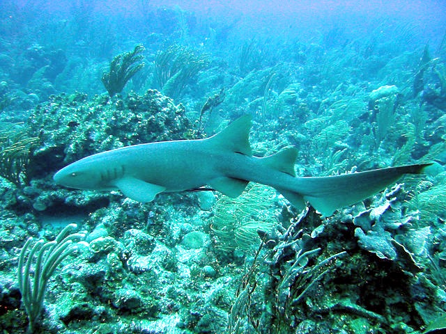 Nurse_Shark