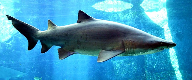 Sand_tiger_shark