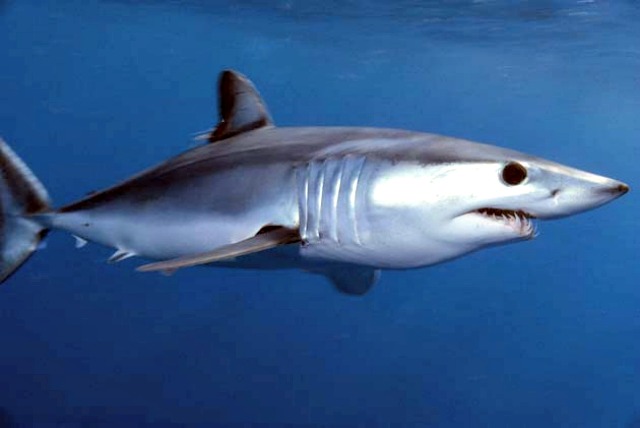 Shortfin_mako_shark_Isurus_oxyrinchus