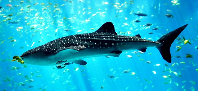 Whale_shark_Georgia_aquarium