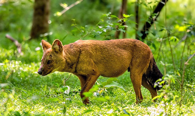 dhole