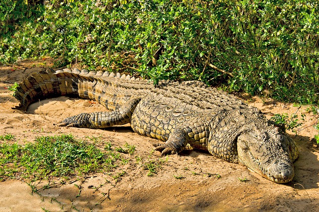 large_old_male_nile_crocodille