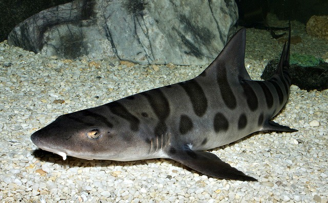 leopard_shark