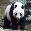 Giant Panda