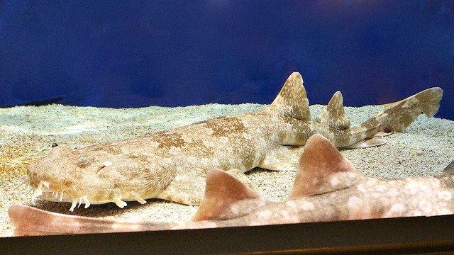 wobbegong sharks facts