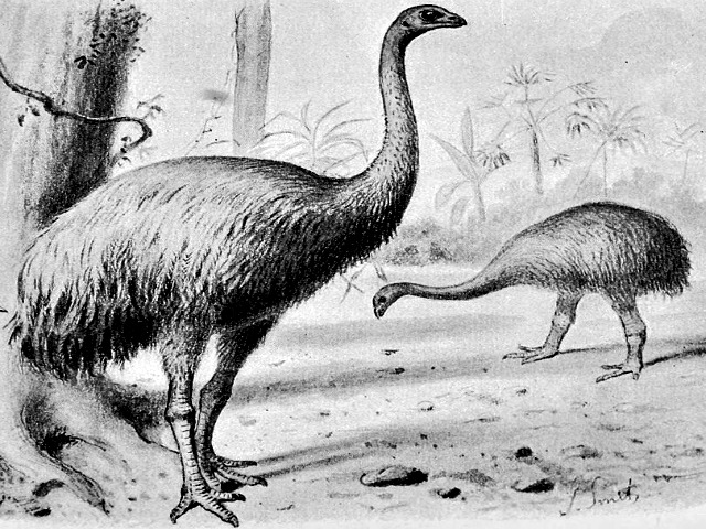 Giant_moa