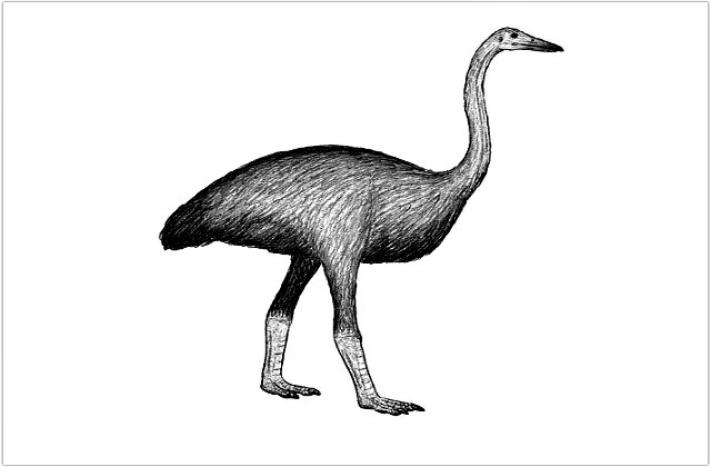 Mullerornis_agilis