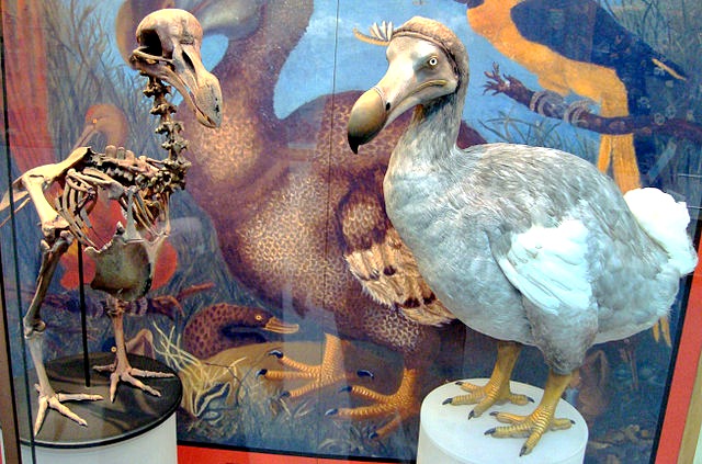 Oxford_Dodo_display
