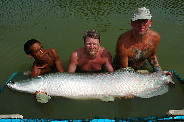 150lb+ Arapaima