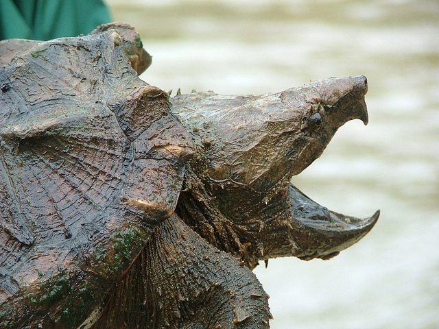 Alligator snapping turtle