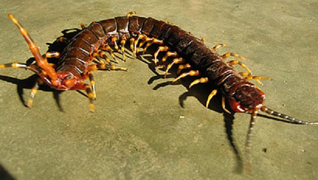 Amazonian giant centipede