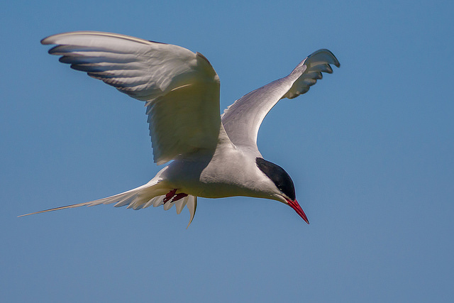 Arctic Tern