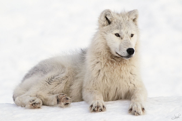 Arctic Wolf