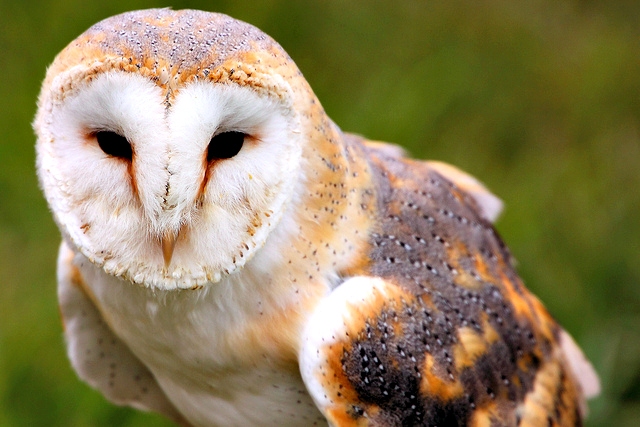 Barn Owl