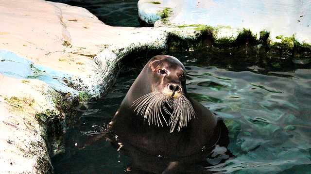 Bearded Seal
