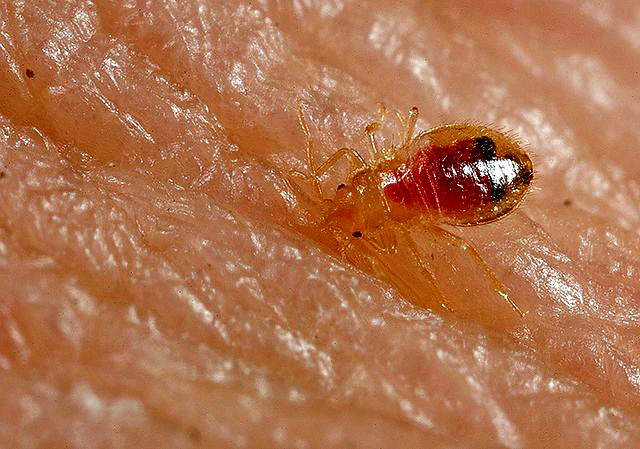 Bed bug nymph (Cimex lectularius)