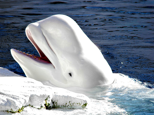 Beluga Whale