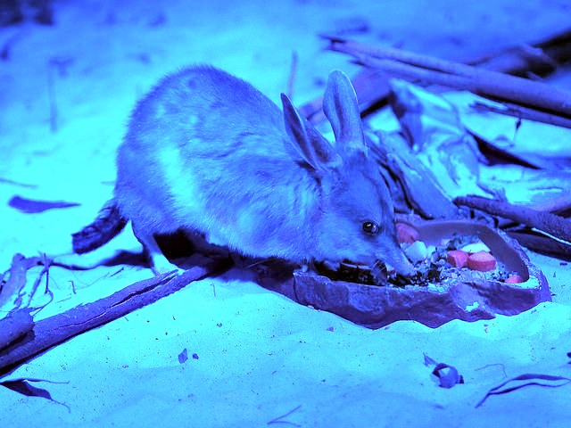 Bilby
