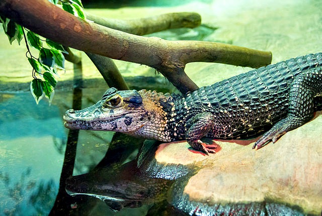 Black Caiman Melanosuchus niger
