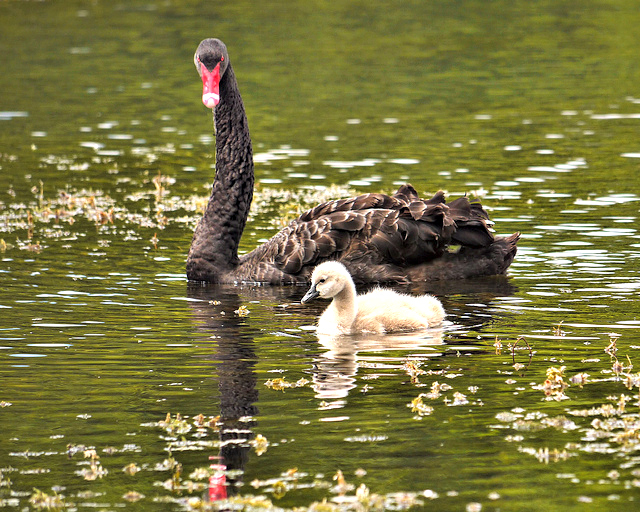 Black Swan and Cygnet