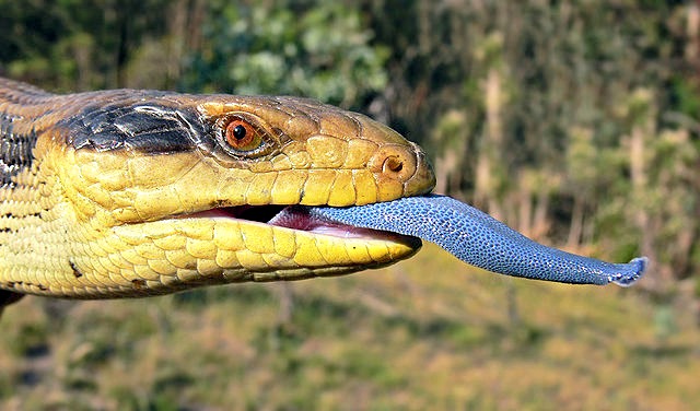 Blotched-Blue-Toungue-Alpine-phase