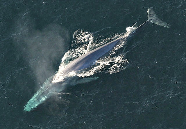Blue Whale NOAA_Photo_Library