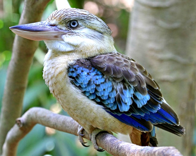 Blue_Winged_Kookaburra_-_Berry_Springs_-_Northern_Territory_-_Australia