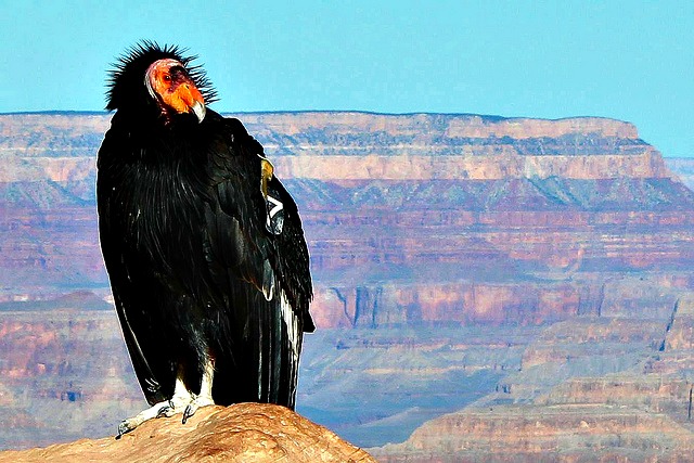 California Condor Grand Canyon