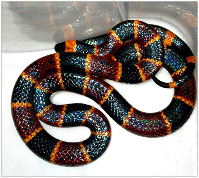 Coral snake